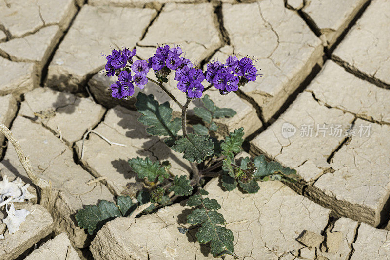 紫檀(Phacelia crenulata)是紫檀科琉璃苣科的一种开花植物。常称有圆齿月牙、锯齿叶天蝎草、锯齿叶月牙、裂叶野天蓼、天蓼月牙，产于死亡谷